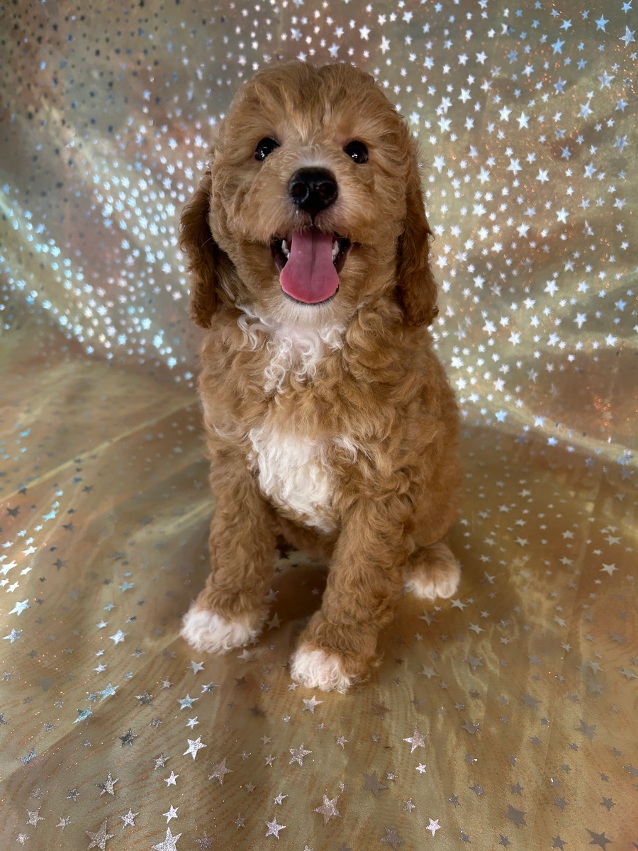 Female Bichon Poodle Puppy for Sale DOB 5-1-2026 $950